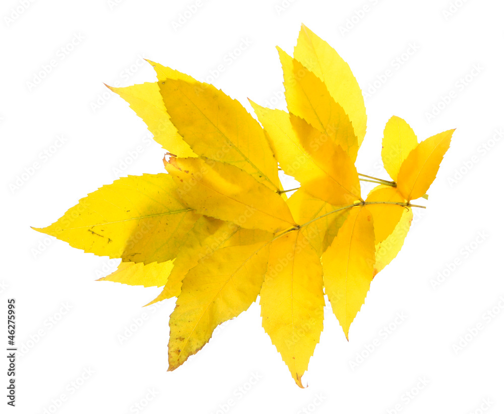 bright autumn leaves, isolated on white bright autumn leaves, isolated on white