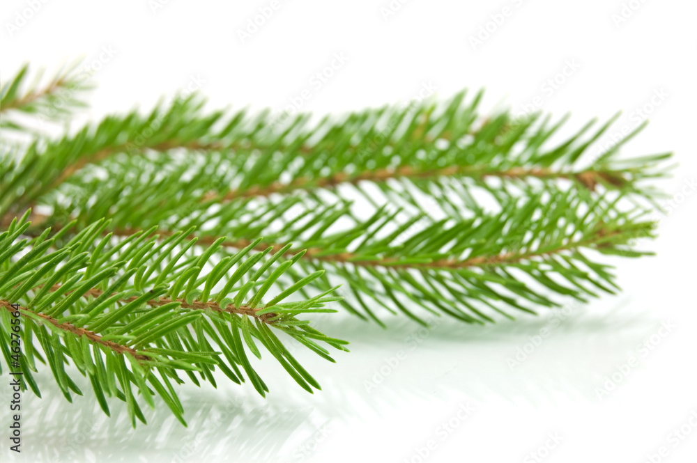 Pine tree branch isolated on white backgrond Pine tree branch isolated on white backgrond