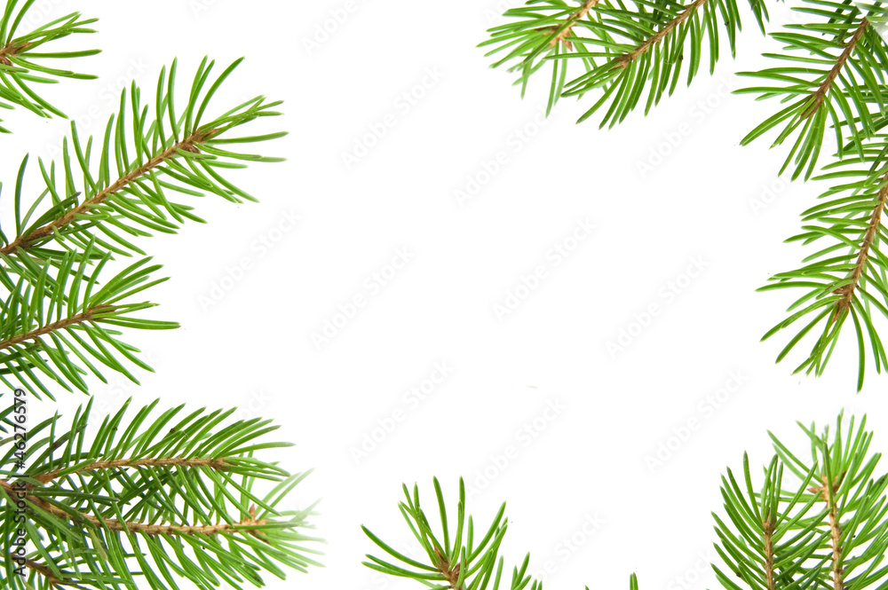 Pine tree branch isolated on white backgrond Pine tree branch isolated on white backgrond