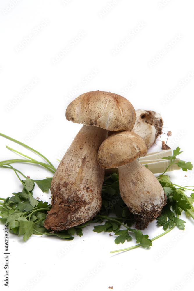 Funghi Porcini - Boletus Funghi Porcini - Boletus