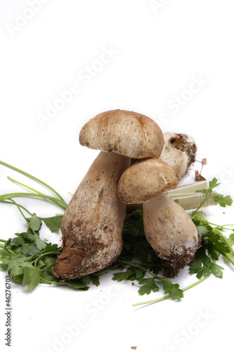 Funghi Porcini - Boletus