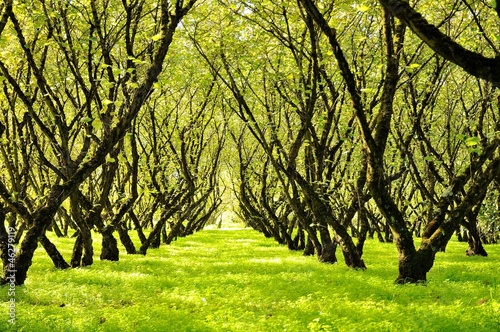 A nut farm