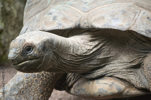 Tartaruga Gigante di Aldabra