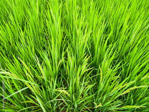 Green rice field4