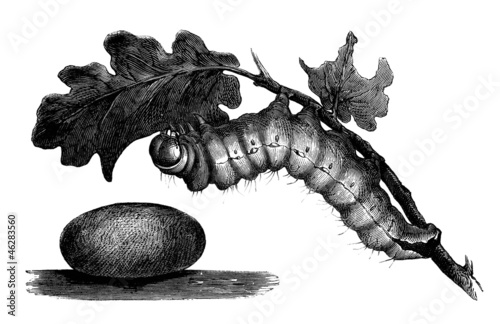 Tableau sur toile Silkworm - Ver à Soie - Seidenraupe