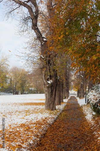 Autumn view in the park 1
