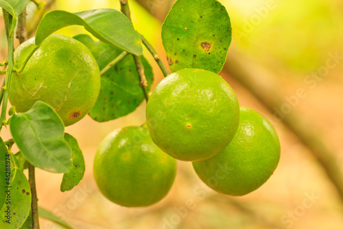 Wallpaper Mural lime Torontodigital.ca