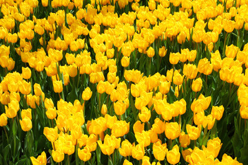 Wandcirkels Tulp Geel tulpenveld in het voorjaar  © HP_Photo