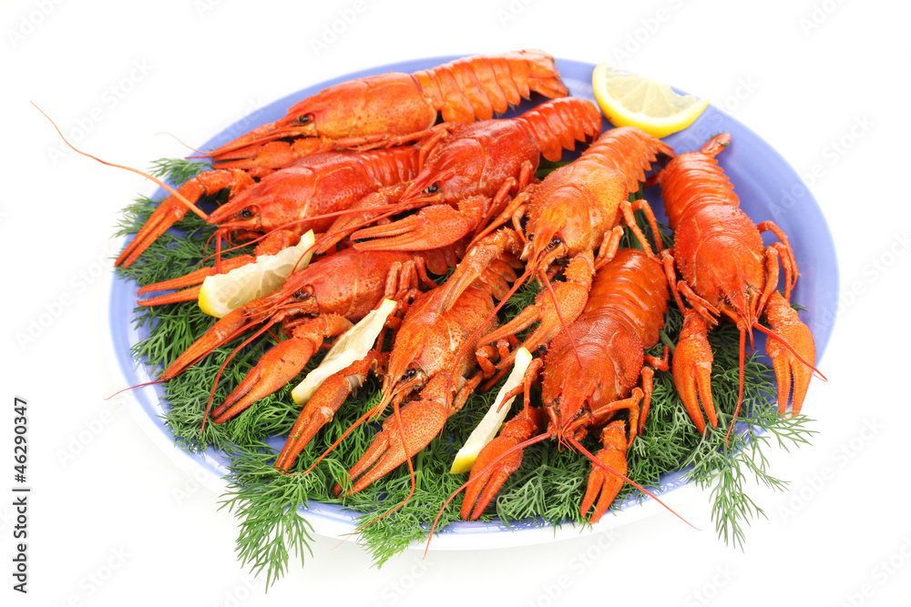 Tasty boiled crayfishes with fennel on plate isolated on white Tasty boiled crayfishes with fennel on plate isolated on white