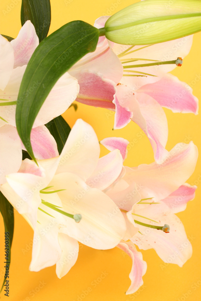 Obraz premium beautiful lily on yellow background