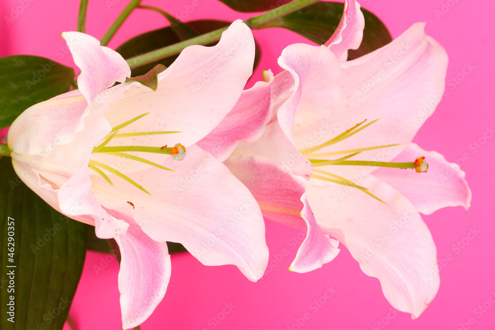 beautiful lily on pink background