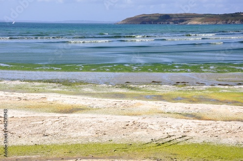 algue verte sur une plage du finist  re