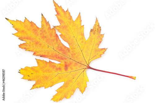 maple autumn leaf isolated on white