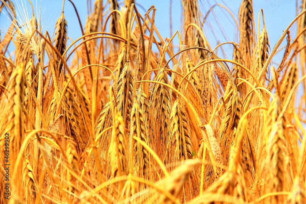 Fototapeta premium Golden barley in summer day.