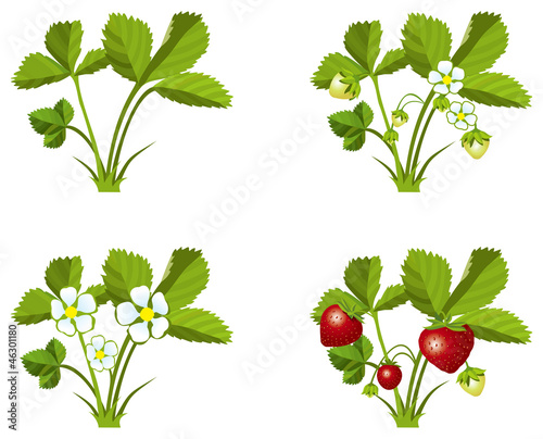 Four phases of strawberry sprout growth, vector