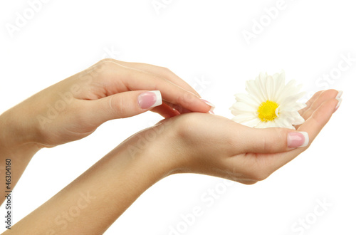 Fototapeta Naklejka Na Ścianę i Meble -  Beautiful woman hands with camomile, isolated on white