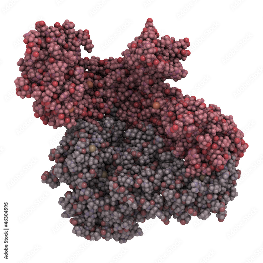 HIV-1 reverse transcriptase enzyme, chemical structure HIV-1 reverse transcriptase enzyme, chemical structure