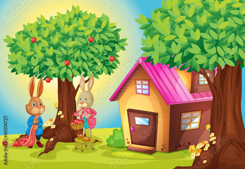 rabbit and house