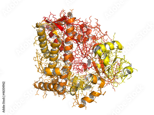 Cytochrome p450 protein, chemical structure. photo