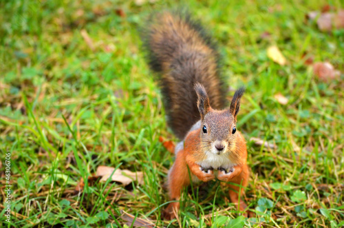 Squirrel sitting on the ground