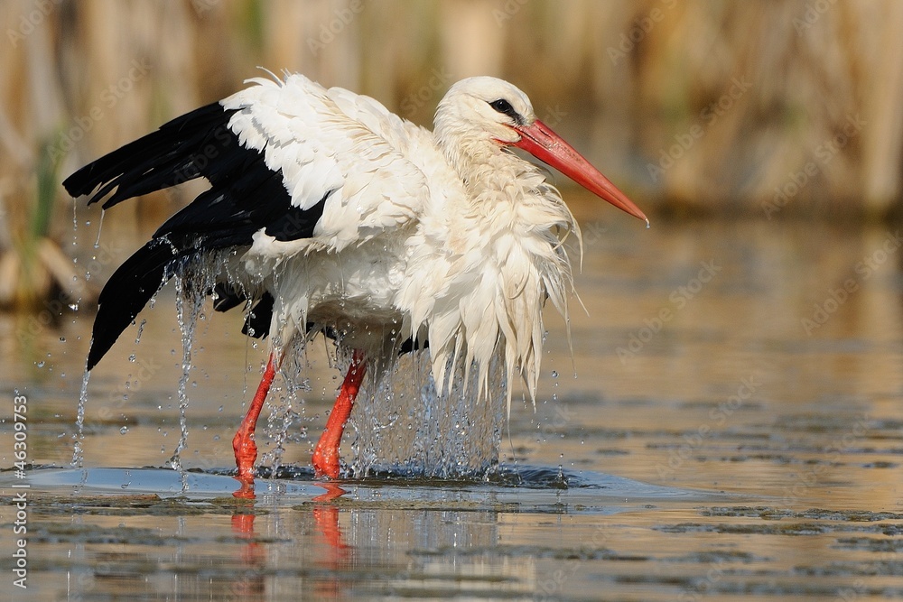 Fototapeta premium Cicogna bianca
