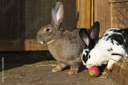 two funny bunnies go out of their barn while on eats an apple
