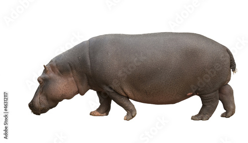 Moving hippo