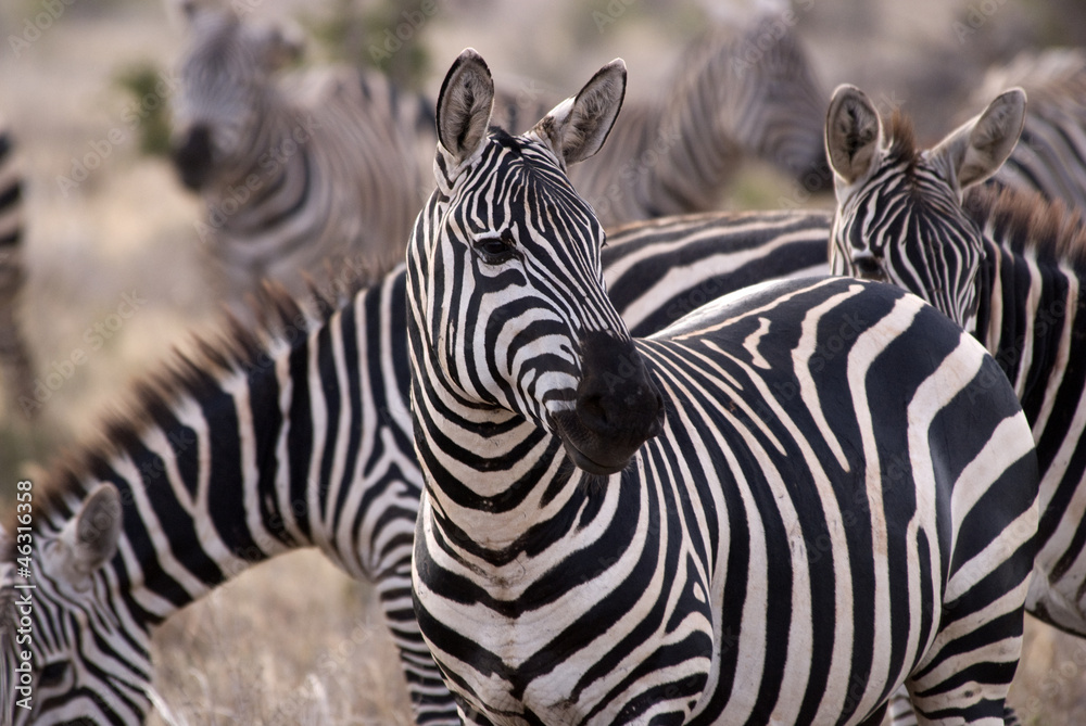 Fototapeta premium Zebra