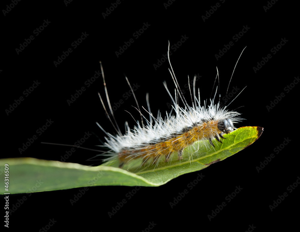 Fototapeta premium Shaggy vermin caterpillar on leaf edge