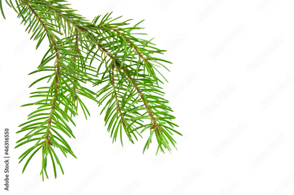 Pine tree branch isolated on white backgrond Pine tree branch isolated on white backgrond
