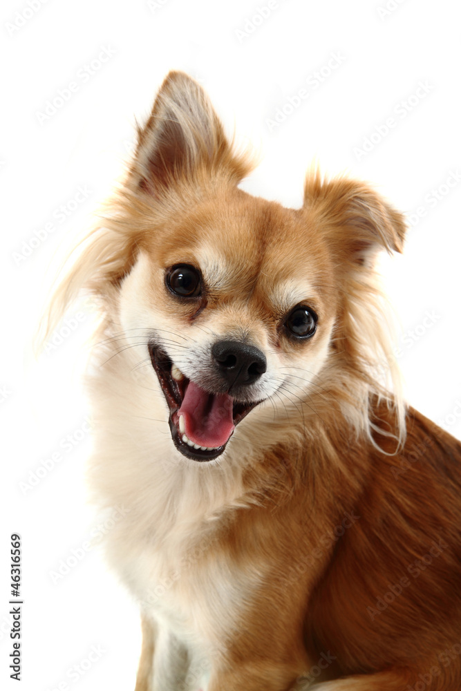 small chihuahua isolated