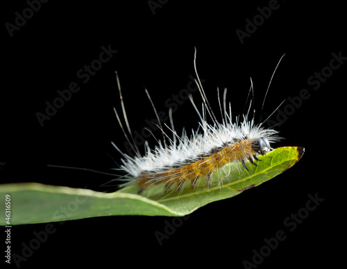 Shaggy vermin caterpillar on leaf edge