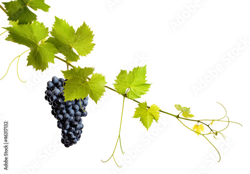 Fototapet Collage of vine leaves and blue grape