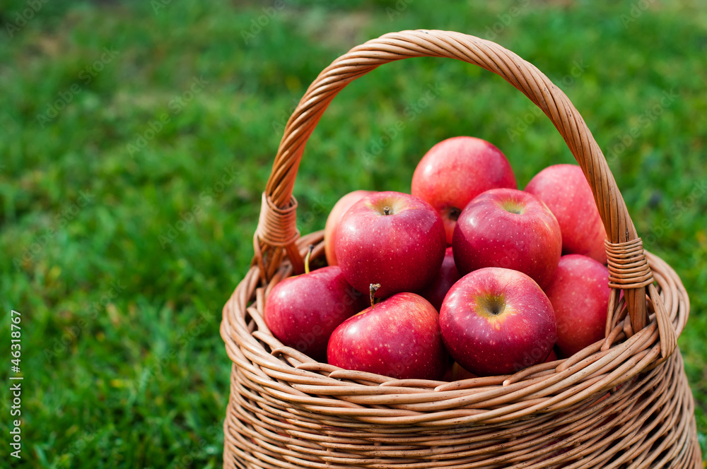 basket with red apples on green grass in the garden basket with red apples on green grass in the garden