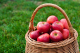 basket with red apples on green grass in the garden