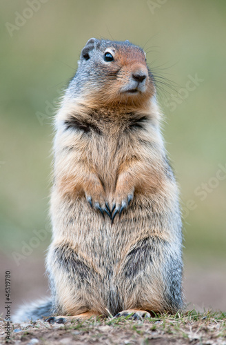 Cute ground squirrel #46319780