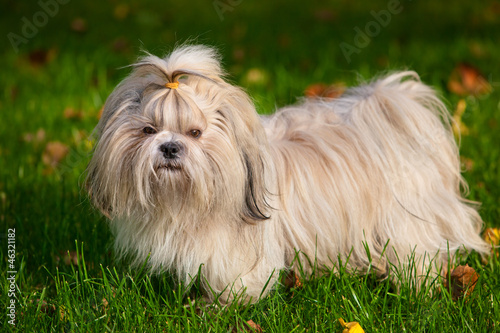 Foto Shih tzu dog