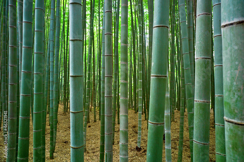 Fototapeta Naklejka Na Ścianę i Meble -  Bamboo forest