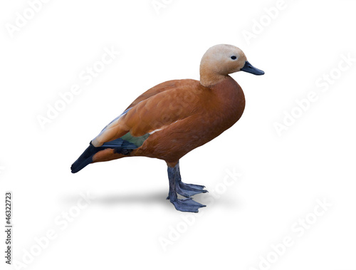 Duck - Ruddy Shelduck - Tadorna ferruginea - white background