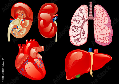 internal organs set