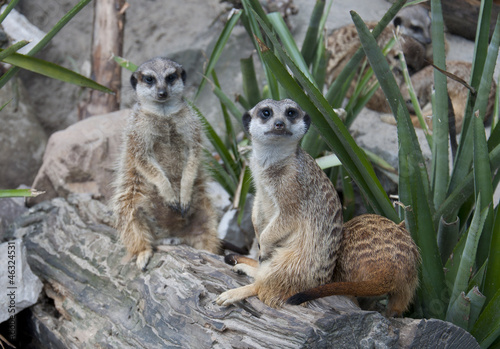 Suricate family - meerkat family