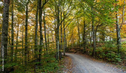 Forest Road