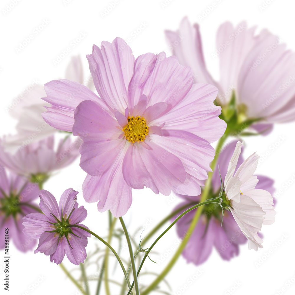 Beautiful pink flowers Beautiful pink flowers