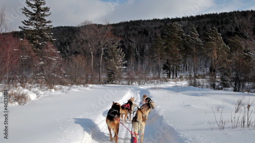 A Siberian sled dogs