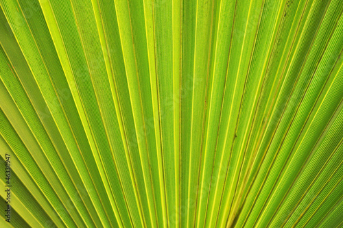 Fanned structure of a palm leaf