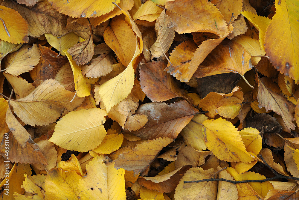Fallen autumn leaves Fallen autumn leaves
