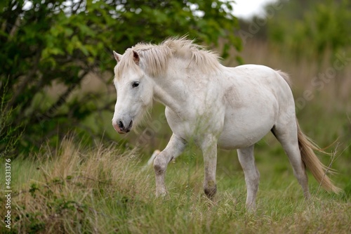 Cavallo bianco © massimhokuto