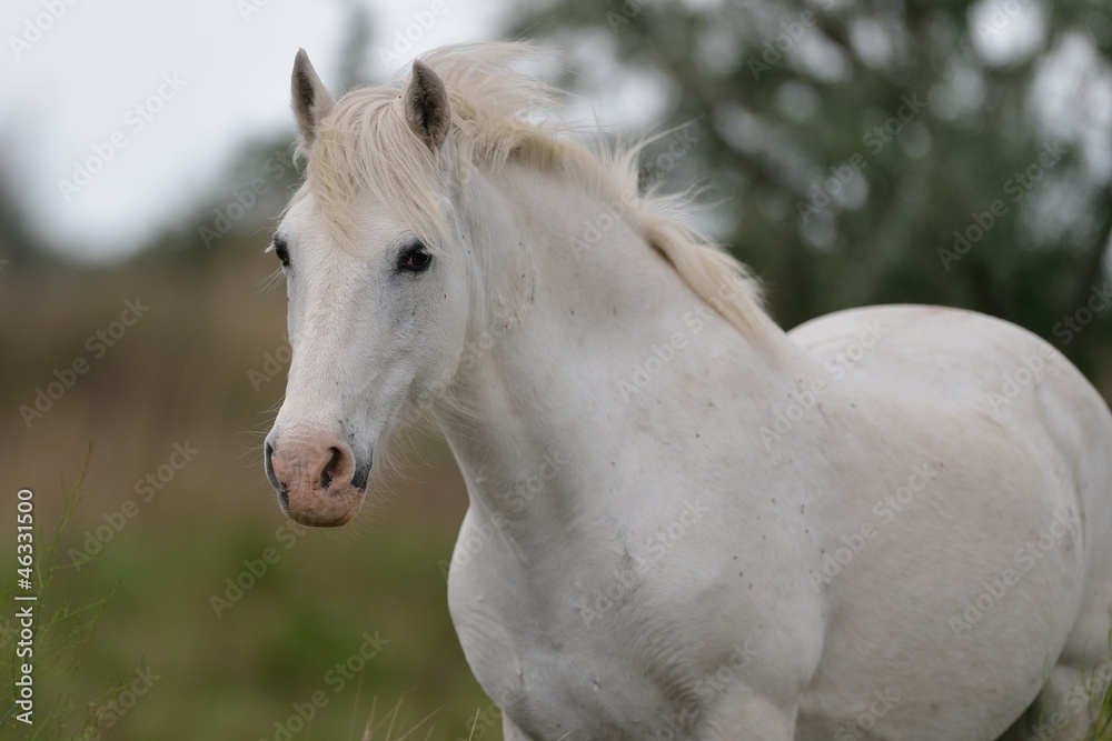 Obraz premium Cavallo bianco