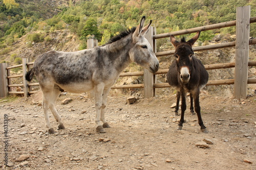 Tableau sur toile pair of donkeys waiting on dusty road