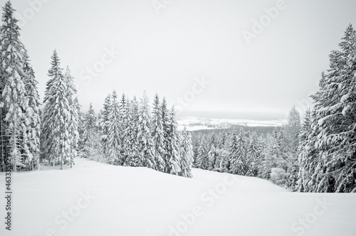 Dark winter landscape with snow covered trees